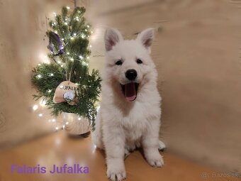 Biely švajčiarsky ovčiak s PP - 3