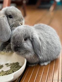 Minilop králičky - 3