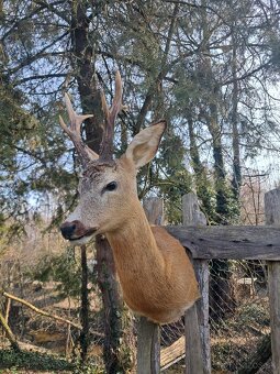 Preparát, trofej,parozie,trofeje - 3