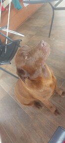 Labrador na krytie - 3