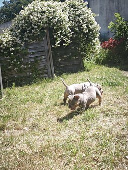 Exotické american bully, nie na chov - 3