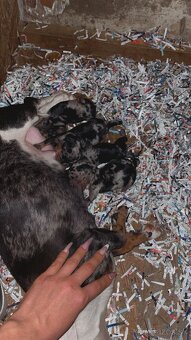 Blue merle jazvečík - 3