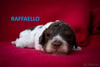 Lagotto Romagnolo - štěňátka s PP - 3