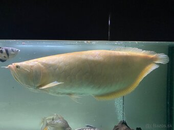 Arowana albín - 3