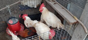 Kohúti-Leghorn - 3
