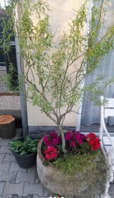 Vŕba pokrútená, rýchlo rastúci strom. Salix erythroflexuosa - 3