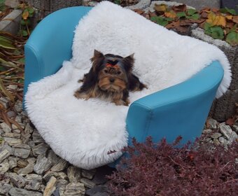 Yorkshire terrier - 3