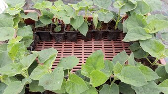 Cisársky strom Paulownia Shan tong,R-112,9502,,paotong z07 - 3