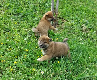 shiba inu - 3