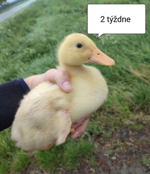 Brojlerove kacice kačky kacicky - 3