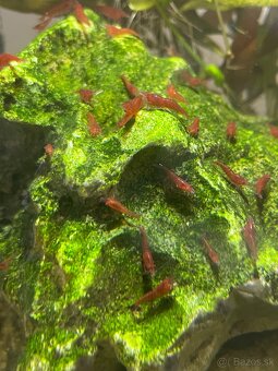Krevetky ⭐️Red cherry⭐️ - 3