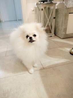 Pomeranian - 3