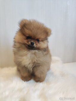 Pomeranian - 3
