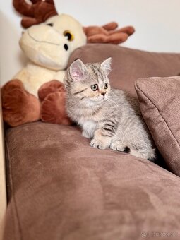 Škótska klapouchá mačka, scottish fold,straight s PP - 3