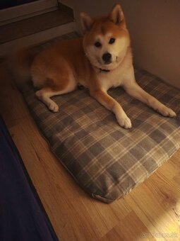 Darujem Akita inu - 3