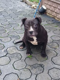 J&K bullys "ponúkame na predaj American bully XL - 3