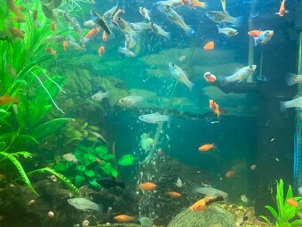 Akvárium - 3