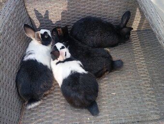 Holandský zakrslik - 3