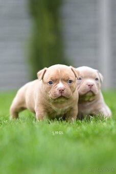 American bully s PP - 3
