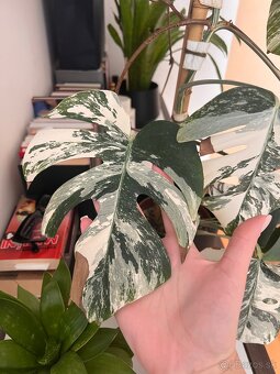 Monstera albo - 3