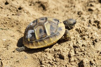 Suchozemska korynacka Testudo Hermanni - 3