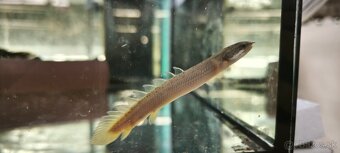 Polypterus senegalus Bichir - 3