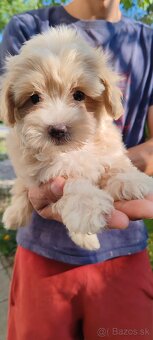 Malé dievčatká Micro Maltipoo - 3