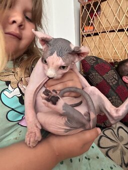 Sphynx - 3