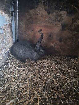 Krizence nemeckeho strakaca - 3