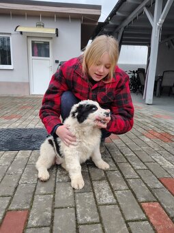 Stredoázijsky ovčiak - 3