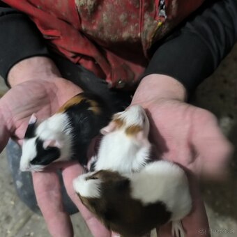 Predám morské prasiatko - 3