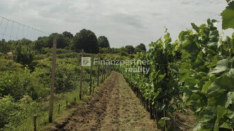 REZERVOVANÉ - Vinohrad 1862 m², v meste Pezinok + 3D - 3