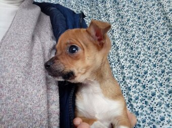 Čivava šteniatko mini - 3