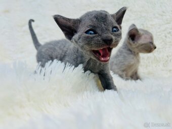 Devon Rex. Modré mačky na výber. Cena za jedného. z PP - 3