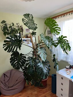Monstera deliciosa cca 2,4 m - 3