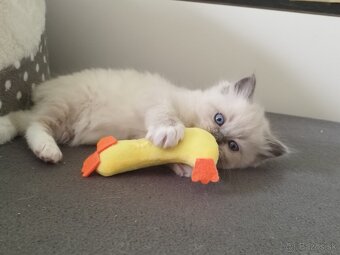 Ragdoll koťátka - 3