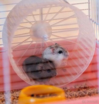 Klietka pre škrečkov - nadnerna - 3