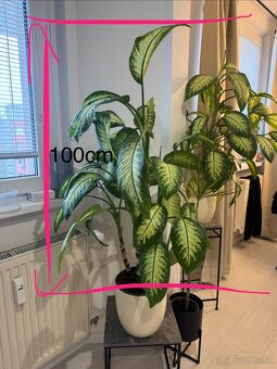 2x rastlina Dieffenbachia ‘Tropic’ – cca 100 cm – ⌀24 cm - 3