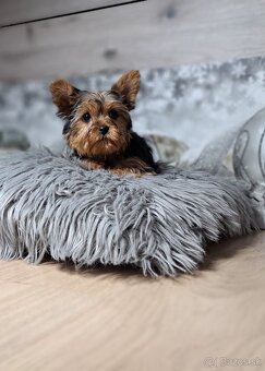 Yorkshirsky terier mini - 3