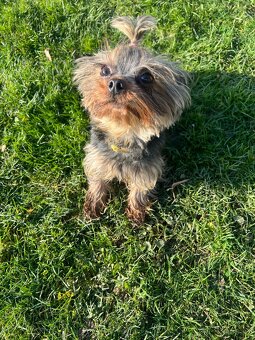 Yorkshirsky teriér mini - 3