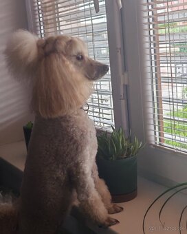 Pudlik trpazliči - 3