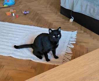 Darujeme krasnu mačičku - 3