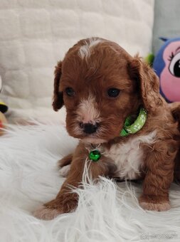 Cavapoo - 3