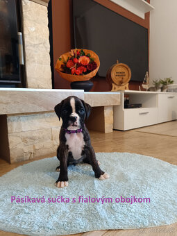 Nemecký boxer s PP - 3