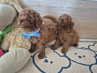 Pudel trpaslici/toy - 3