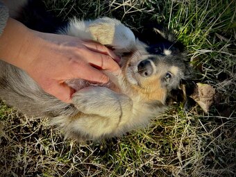 dlhosrstá kólia - 3