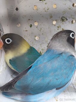 Ptedam agapornis - 3