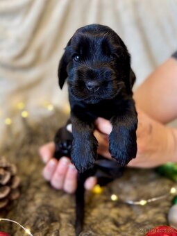 ✨ANGLICKÝ KOKRŠPANĚL S PP ✨#koker #kokerspaniel - 3