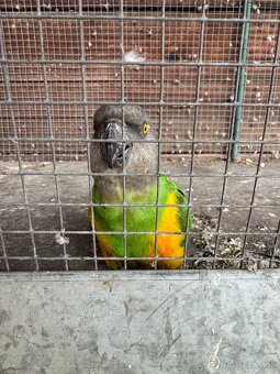 Papagáj senegálsky 1,1 - 3