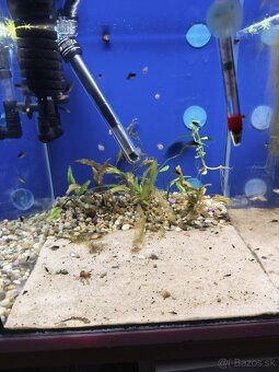 Akvárium - 3